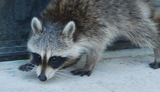 Raccoon Removal in Hobart