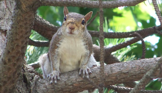 Squirrel Removal in Hobart